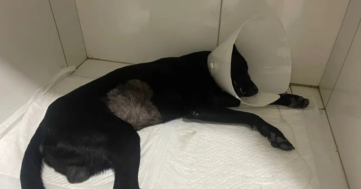 Cachorro sofre espancamento no interior baiano; animal chegou a ser dado como morto