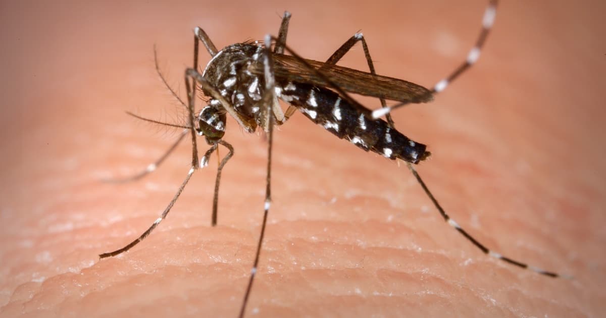 Feira de Santana registra quarta morte por dengue em 2023