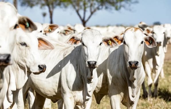 UFRB leiloa 45 bovinos das raças Nelore, Girolando e Guzerá e mestiços
