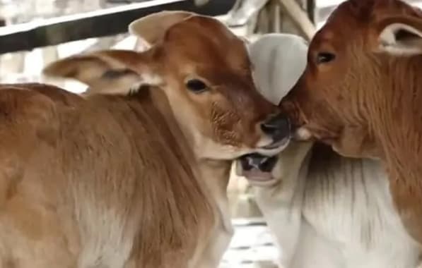 Vaca dá à luz três filhotes em caso raríssimo; fato ocorreu no Sudoeste baiano 