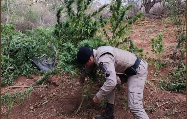 PM erradica plantação e apreende 17kg de maconha em Campo Formoso