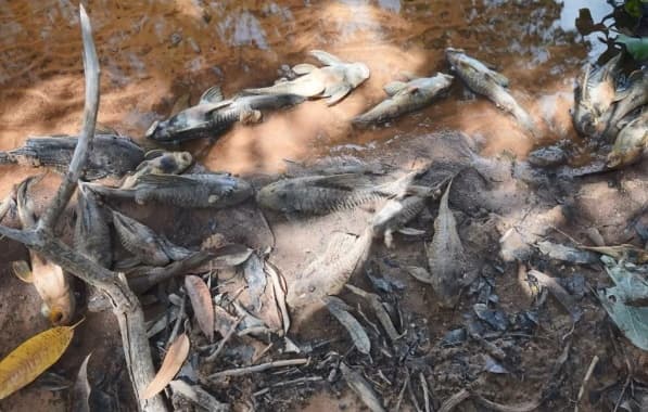Mais de mil peixes morrem em trecho baiano do Rio São Francisco
