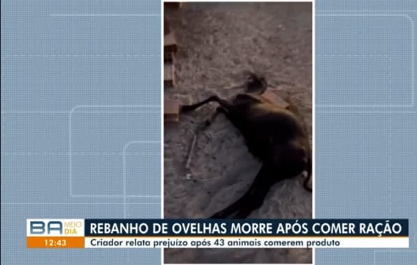 Rebanho de 43 ovelhas morre após comer ração na zona rural de Araci 