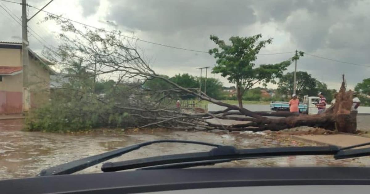 VÍDEO: Chuva derruba árvores e destelha casas em Igaporã