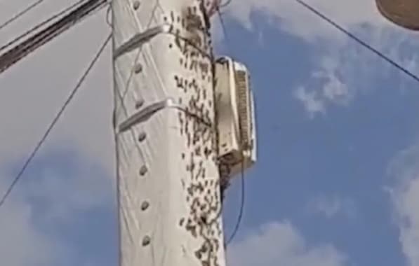 Homem segue em UTI na Bahia após sofrer mais de 30 picadas de abelhas 