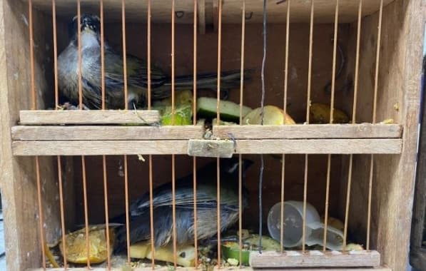 PRF resgata aves silvestres transportadas irregularmente na BR-116 