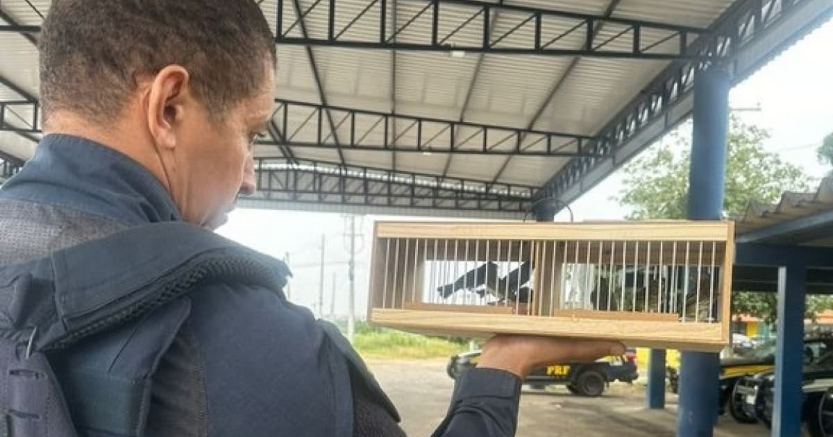 PRF flagra transporte ilegal de aves silvestres em Feira de Santana