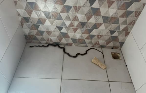Cobra aparece em banheiro de casa no nordeste da Bahia e bombeiros precisam ser acionados