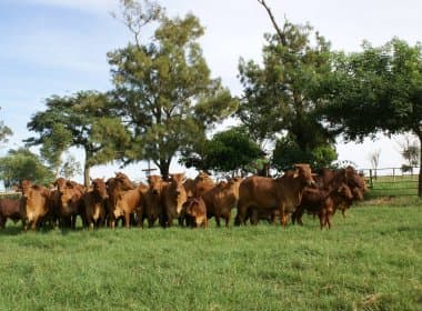 Mirangaba e Campo Formoso: PF apura desvios de até R$ 800 mil para compra de gado