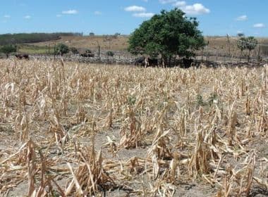 Seguro de perda de colheita é liberado para agricultores de Serra Preta e mais 2 cidades