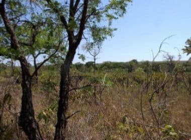 Bahia tem 8 municípios entre os prioritários na preservação do cerrado