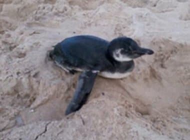 Pinguim é resgatado na praia da Pituba