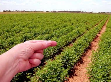 Renegociação de dívidas de produtores rurais somou R$ 1,3 bilhão em 2013; Bahia é líder