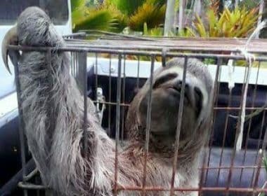 Animais silvestres são resgatados em Porto Seguro