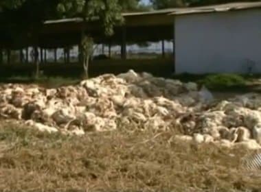 Queda de energia mata 16 mil frangos em São Gonçalo dos Campos