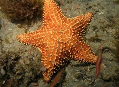 Vírus mata milhões de estrelas do mar no Pacífico