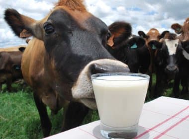 Jaborandi abrigará fábrica de grande porte de produção de leite