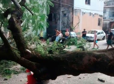 Árvore cai e bloqueia rua no Bonfim