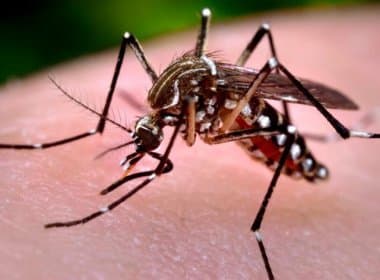 Bahia registra mais de 94 mil casos de dengue, zika e chikungunya até julho