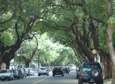 Prazo para entrega de sugestão para plano de arborização de Salvador termina esta semana