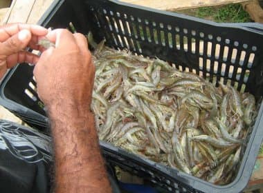 Bahia Pesca doa 45 kg de frutos do mar para jantar beneficente do Martagão Gesteira
