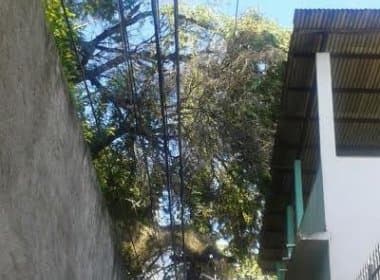 Morador teme que árvore caia em telhado e derrube fios de energia em Salvador