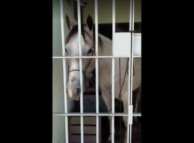 Cavalo é preso após dar coice em carro e passa a noite em delegacia de Sergipe