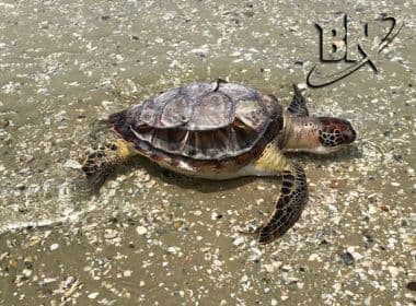 Cinco tartarugas marinhas são encontradas mortas próximo ao terminal de Madre de Deus