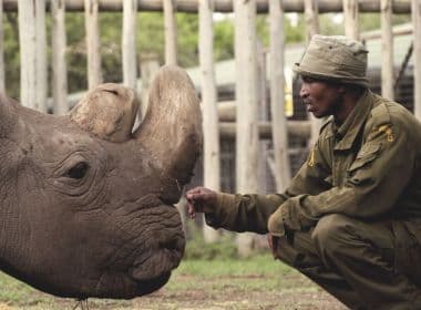 Último rinoceronte branco macho do mundo é sacrificado após agravamento de infecção