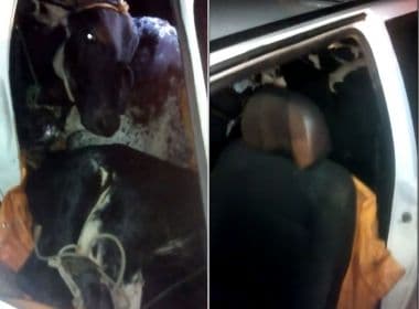 Homens são presos em flagrante com quatro vacas furtadas dentro de Uno