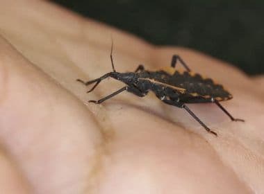 Destaque em Saúde: Profissionais de saúde sabem pouco sobre Doença de Chagas