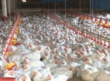 União Europeia proíbe 20 frigoríficos brasileiros de exportar frango por 'deficiências' sanitárias