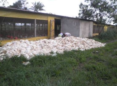 Mais de 50 mil frangos morrem por falta de ração na Bahia