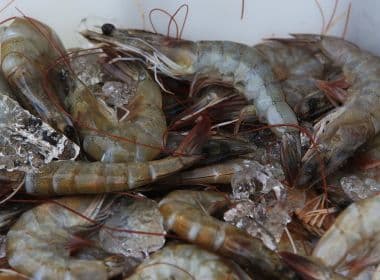 Comando do Exército faz licitação para comprar 2 toneladas de camarão, caviar e espumante