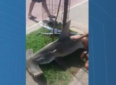 Tubarão martelo de 2 metros é morto por mergulhadores em praia de Salvador