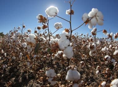 Bahia é certificada por 75% da produção de algodão sustentável 