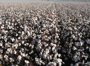 Brasil deve ter colheita recorde de algodão neste ano, prevê presidente da Anea