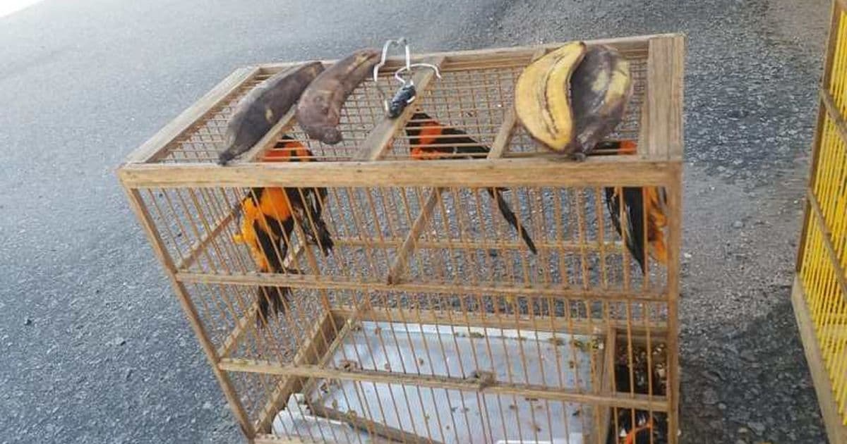 PRF resgata animais silvestres escondidos em caminhão de carga perto de Encruzilhada