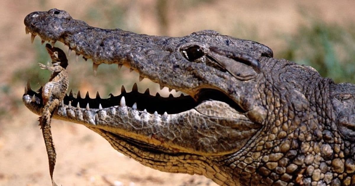 Fome dos partidos por espaço transforma 'jacarés em crocodilos' na política