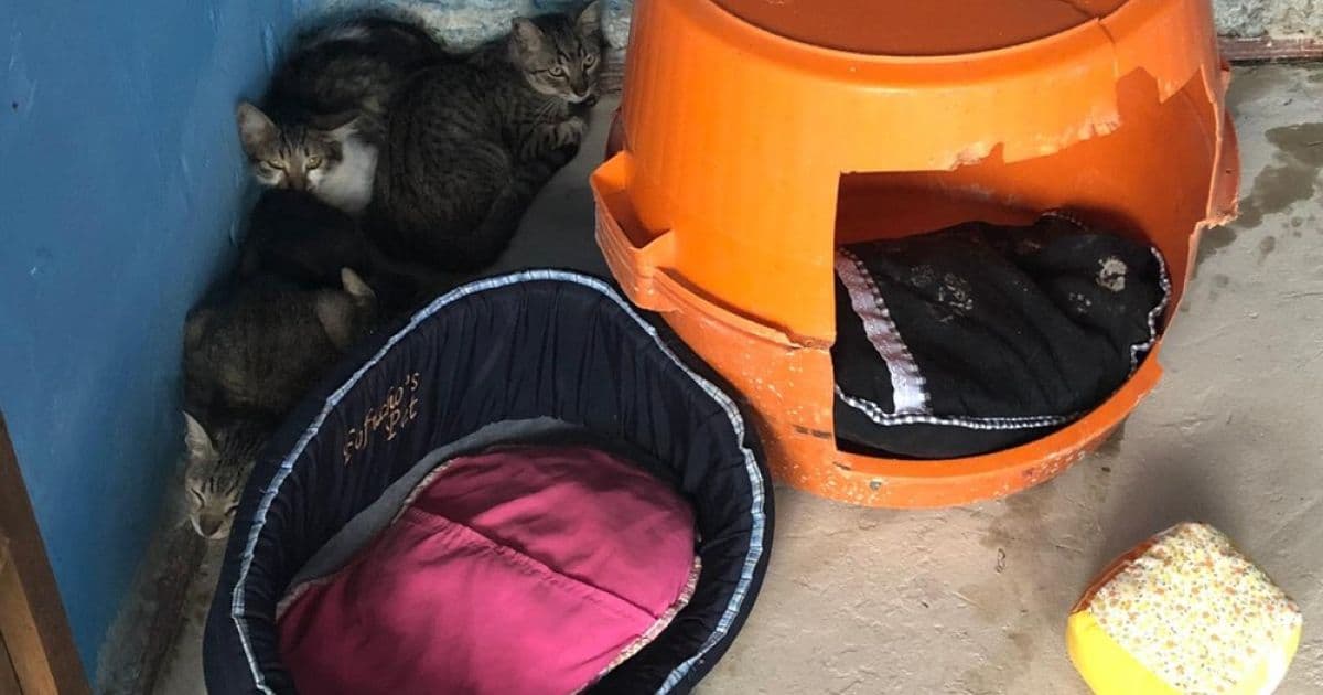 Gatos são encontrados mortos em casa de Salvador; 12 são resgatados com vida