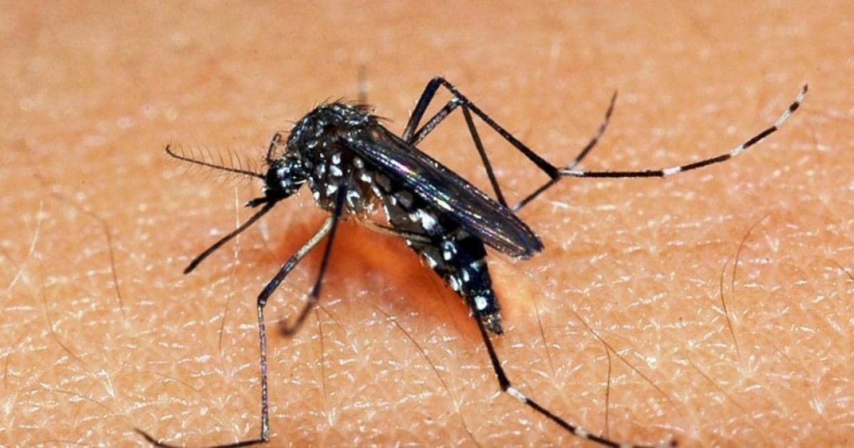 Governo quer utilizar inseticida para dengue com validade vencida