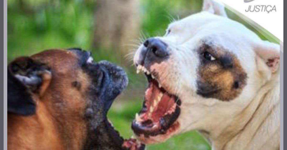 Destaque em Justiça: Ataque de vira-latas a cão de raça vai parar na Justiça