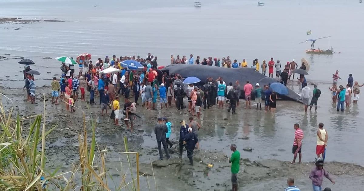 Baleia encontrada encalhada morre em praia de Coutos em Salvador