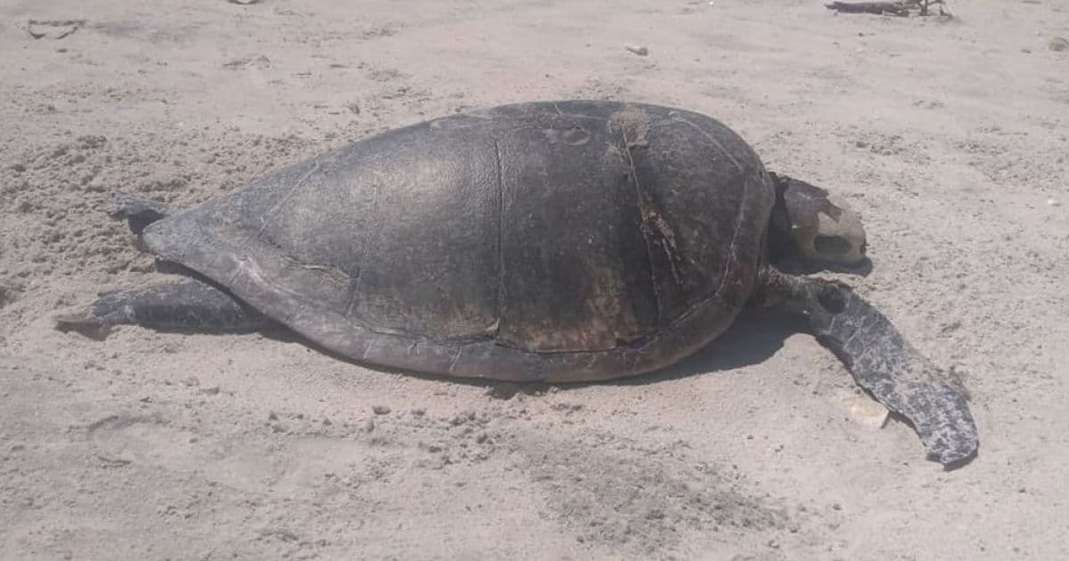 Ilhéus: Tartaruga é encontrada morta na praia da Ponta do Ramo