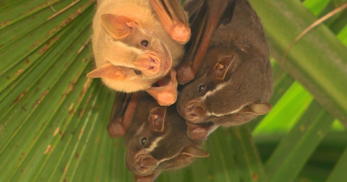 Variações do coronavírus são detectados em morcegos comuns no Brasil 