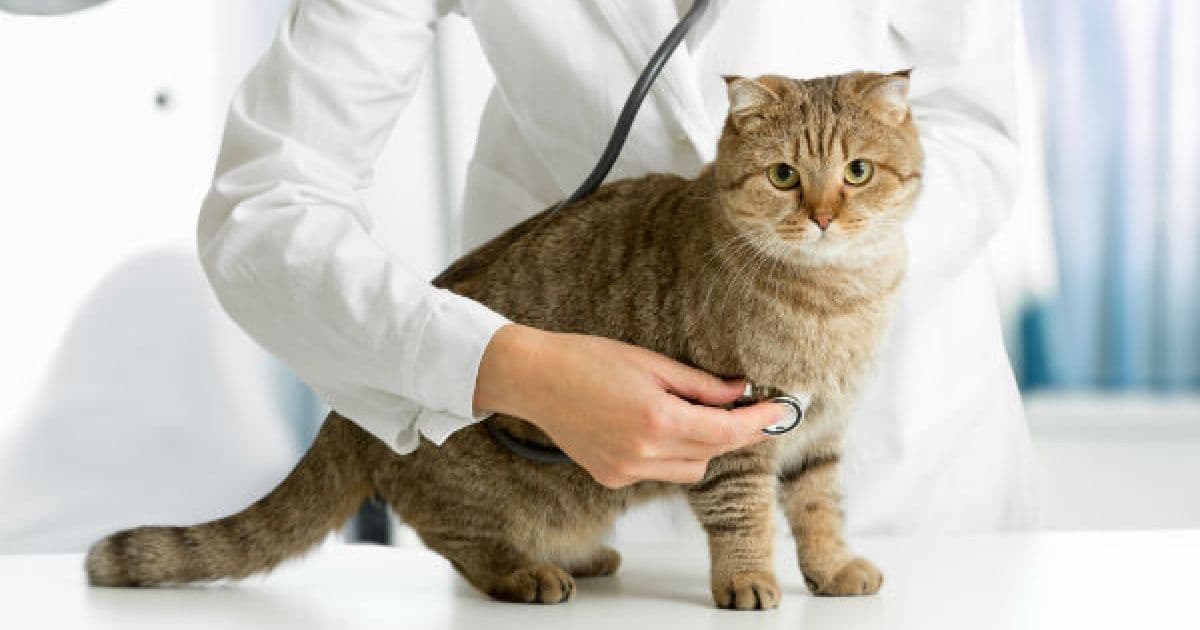 Primeiro caso de animal com coronavírus é detectado; gato foi diagnosticado na Bélgica