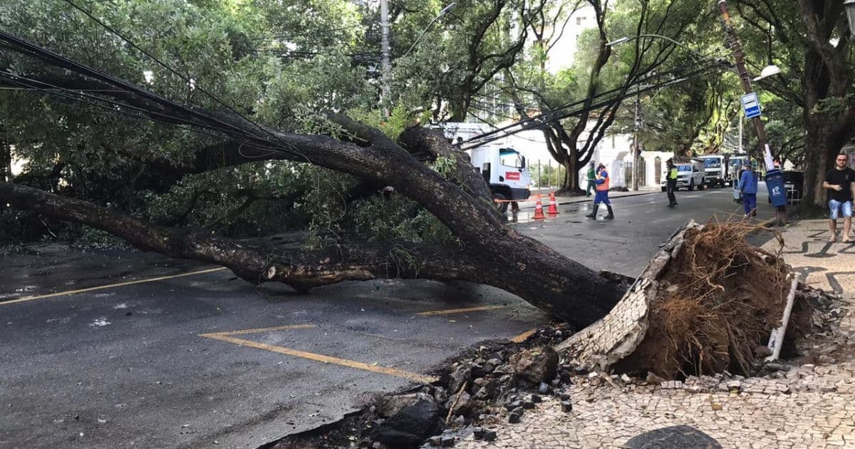 Árvore cai no Corredor da Vitória e bloqueia via na manhã deste sábado
