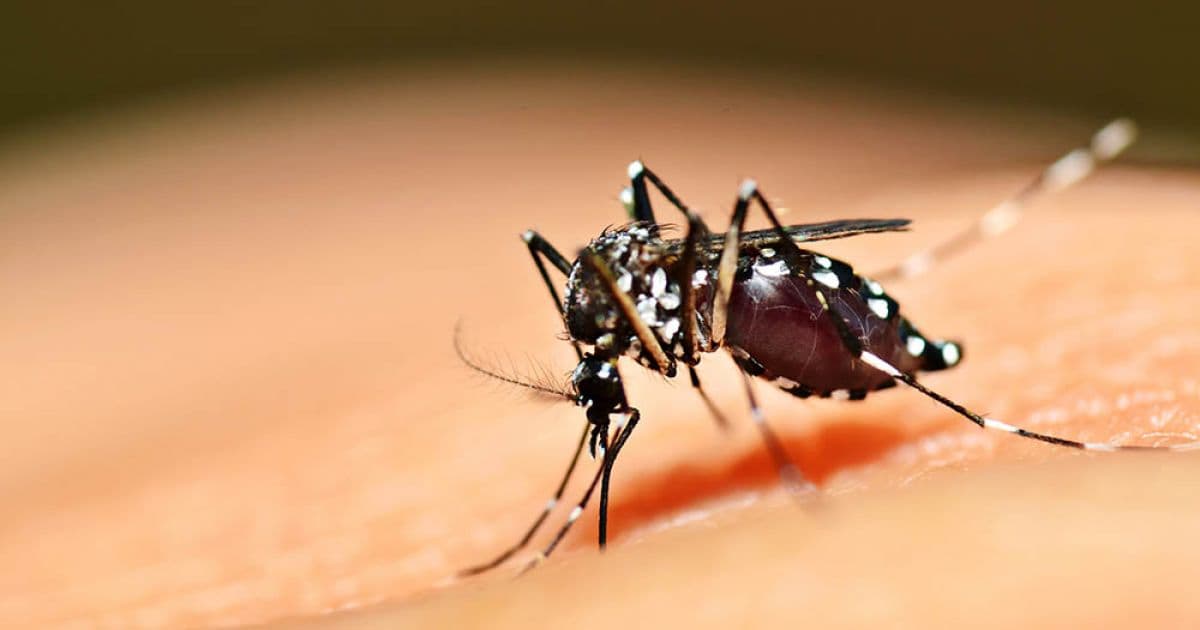Casos de chikungunya crescem 740% em 3 primeiros meses do ano em Salvador