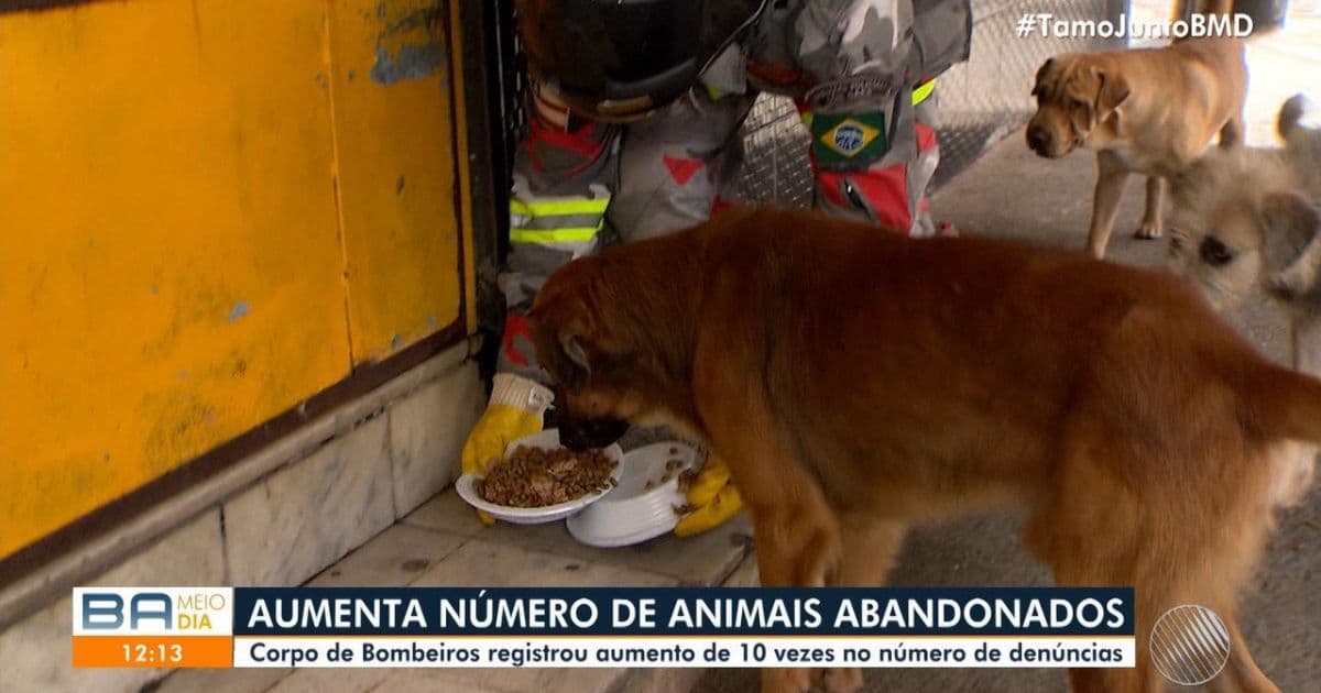 Cresce número de animais abandonados em Salvador durante pandemia