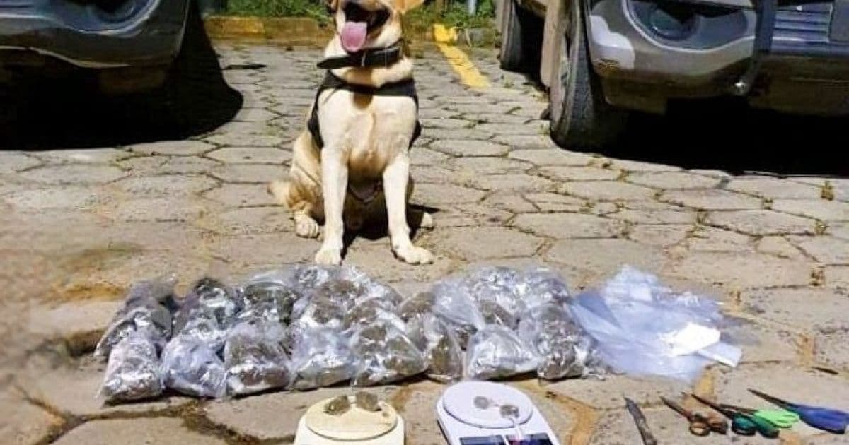 Cão farejador localiza 1.559 trouxas de maconha em casa na Sussuarana